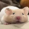 Hamster hôi nách 🐹