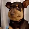 toinaythucden3h