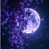 reem.aleimad