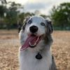 mahitheaussie