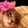 lilix856
