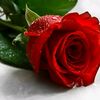 .qamar874