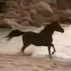 darkbrave1