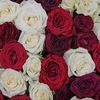 user76195666140630