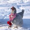 chickens.butler