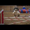 thatchiken10