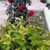 samir.samir6278