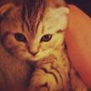 sya_saja00