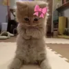 ﮼بنين🦦