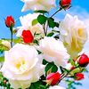 rose.may772