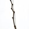 twig.aesthetics