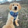 Funny.pet298