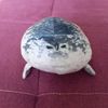 seal4445562498