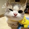 vip.htet.gyi7