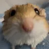 not_a_hamster000
