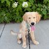 finleythegoldenpup