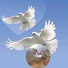 alaa28134