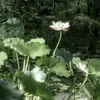 chữa lành 🍃
