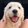 simongoldenlife