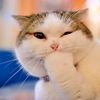 thecatclub.27