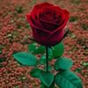 user78871315376128