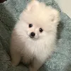 teddydajuci