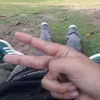 alm_aa10