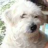 eddieboiedacillo