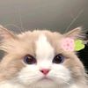 pinkypiee04__