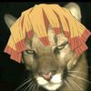 iloveraccoons4209