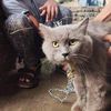 galihcatlovers