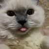 Warga Mikha Mikhu 🐾