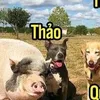 ia_sap_cau_ban_thao