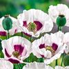 papaver_somniferum_royal