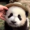 panda.0045
