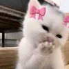 aisyah_sya_sya