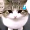 hana.xzc