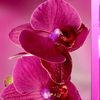 berry.lay93