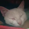tuananh_tpz