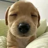 ty._cuteo