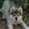 howlingkiddo