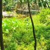 anasasamb