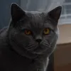 elibbalc