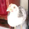 juansouzakkkz