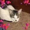 orego.kitti