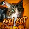 pysa_kot