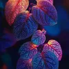 zoya.ahmed752