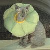 hairlessapollo