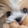 puppy8961