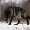 agatha.wolf0